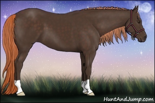 Horse Color: Liver Chestnut 