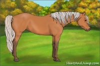 Horse Color:Silver Bay 