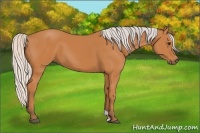 Horse Color:Silver Bay 
