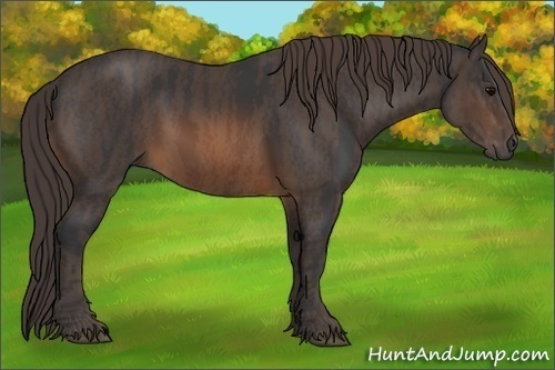 Horse Color: Brown Rabicano  Brindle
