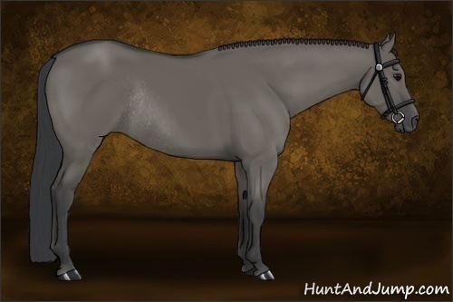 Horse Color:Grullo Rabicano 