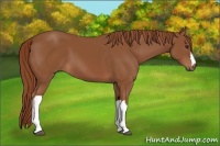 Horse Color:Chestnut 