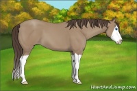 Horse Color:Classic Champagne Splash 