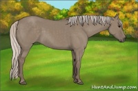Horse Color:Silver Grullo 