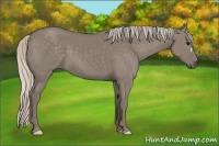 Horse Color:Silver Grullo 