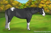 Horse Color:Black Splash Appaloosa 