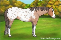 Horse Color:Bay Roan Splash Appaloosa 