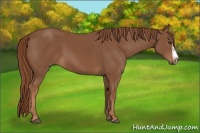Horse Color:Chestnut Splash Frame 