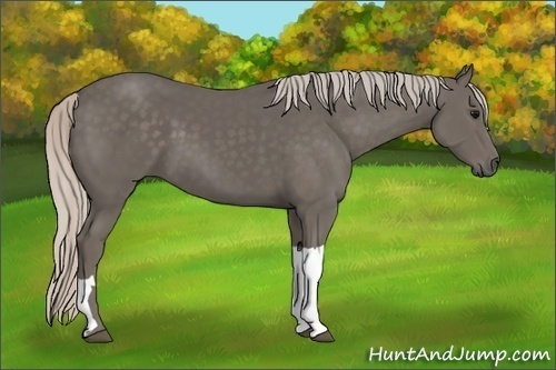 Horse Color: Silver Black 