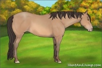 Horse Color:Amber Champagne 