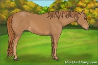Horse Color:Chestnut Rabicano 