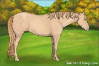 Horse Color:Gold Champagne 