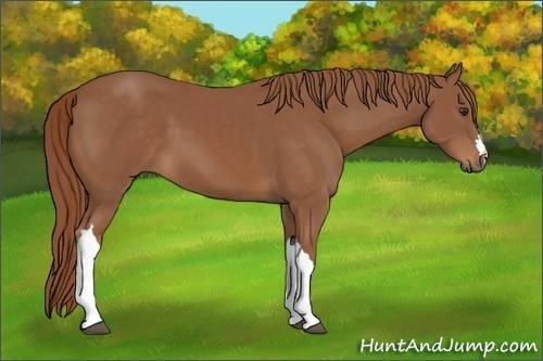 Horse Color: Chestnut 