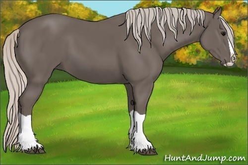 Horse Color:Silver Black Splash