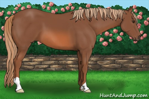 Horse Color: Liver Chestnut 
