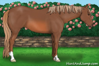 Horse Color:Liver Chestnut 