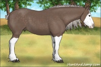 Horse Color:Silver Black Splash 