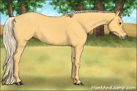 Horse Color:Palomino
