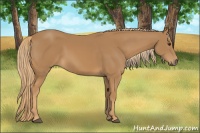 Horse Color:Chestnut Sabino