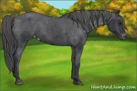 Horse Color:Black Appaloosa