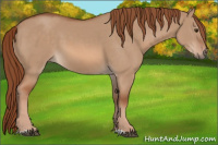 Horse Color:Liver Red Dun 