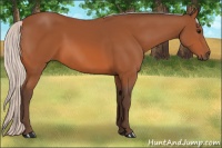 Horse Color:Silver Bay 