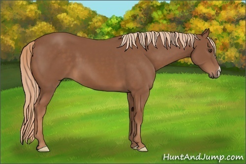 Horse Color: Chestnut 
