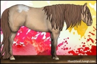 Horse Color:Amber Champagne Appaloosa 