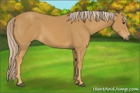 Horse Color:Palomino Sabino 