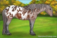 Horse Color:Bay Appaloosa 