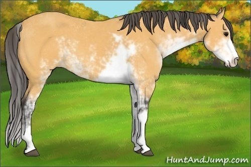 Horse Color:Buckskin Sabino 