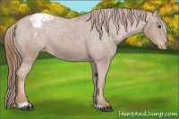 Horse Color:Chestnut Sabino Blanket 