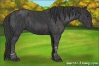 Horse Color:Black  Brindle