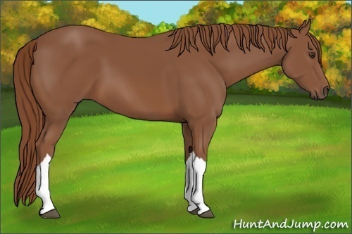 Horse Color: Chestnut 