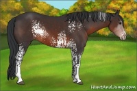 Horse Color:White Spotted Brown Sabino Rabicano 