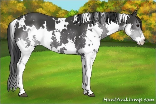 Horse Color: White Spotted Black Splash 