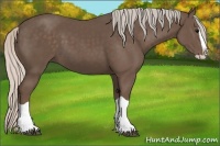 Horse Color:Silver Black Splash 
