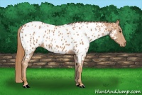 Horse Color:Chestnut Appaloosa 