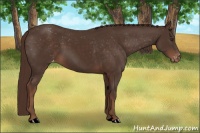 Horse Color:Liver Chestnut Appaloosa 