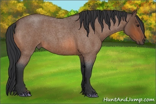 Horse Color:Bay Roan 