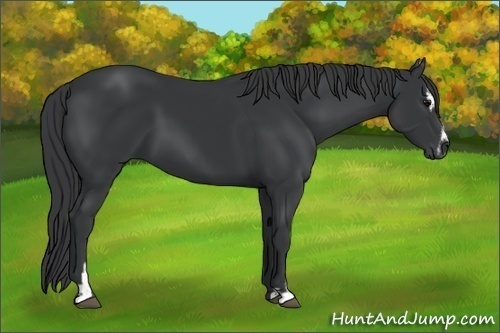Horse Color: Black Sabino 
