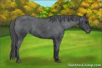 Horse Color:Black Appaloosa 