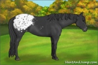 Horse Color:Black Appaloosa 