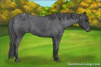 Horse Color:Black Blanket 