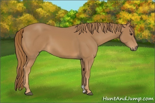Horse Color: Chestnut 