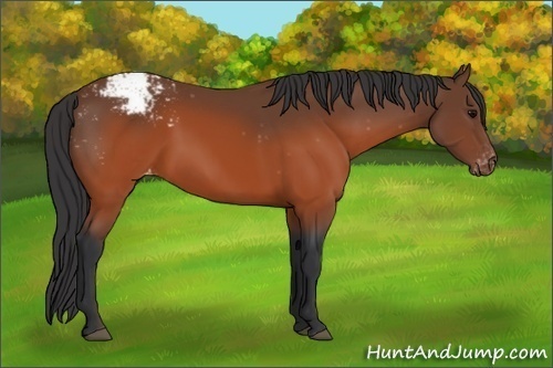 Horse Color: Brown Snowcap 