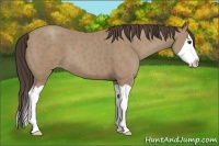 Horse Color:Classic Champagne Splash 