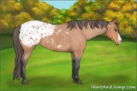 Horse Color:Bay Splash Blanket 
