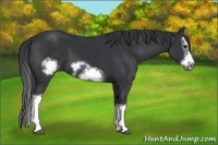 Horse Color:Black Splash Frame 