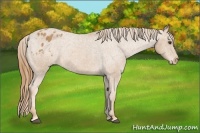 Horse Color:Chestnut Appaloosa 
